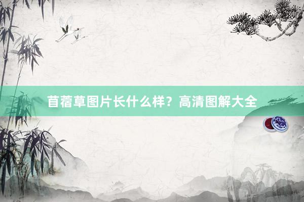 苜蓿草图片长什么样？高清图解大全